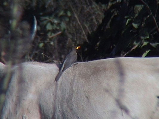 Yello-billed Oxpecker