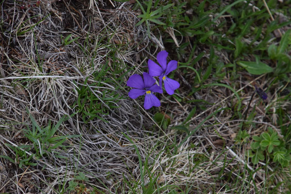Viola dubyana