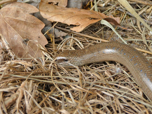 hazelworm (Anguis fragilis)