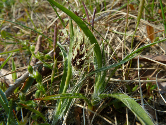 Luzula campestris - Gewone veldbies
