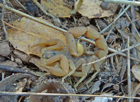 Mesobuthus gibbosus