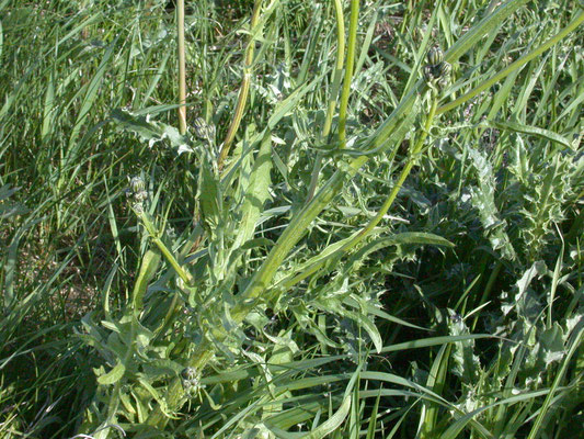 Sonchus arvensis var. arvensis - Akkermelkdistel