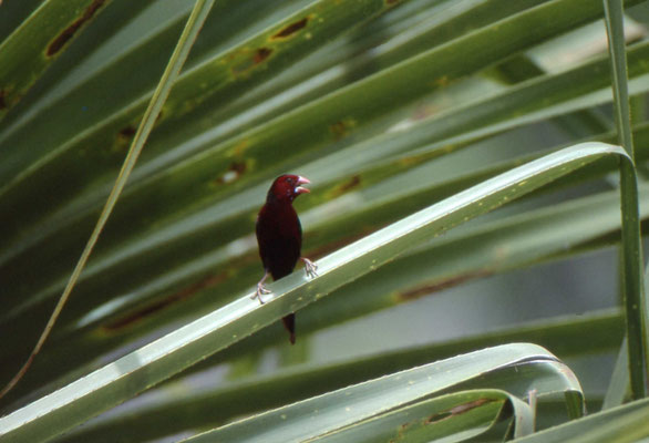 Crimson's Finch