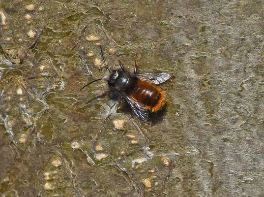 Osmia cornuta - Gehoornde metselbij