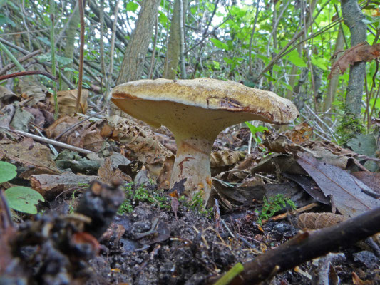 Gyrodon lividus - Elzenboleet