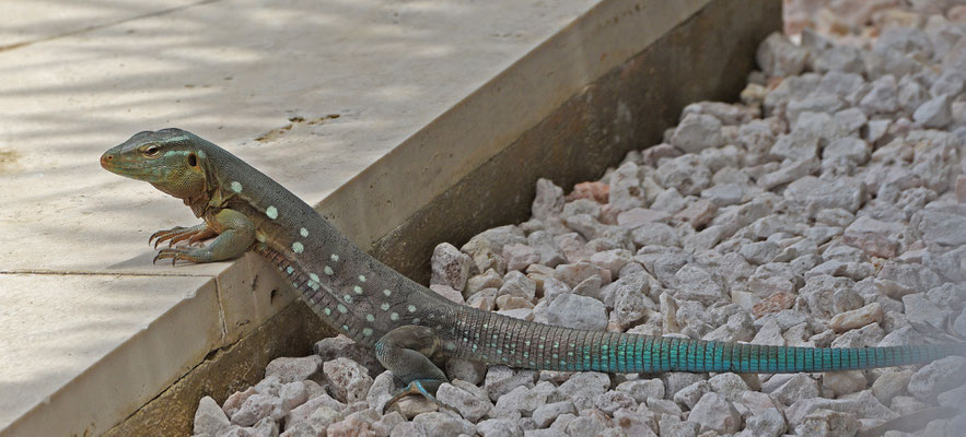 Cnemidophorus murinus murinus
