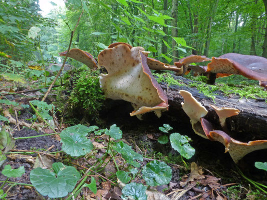 Polyporus badius - Peksteel