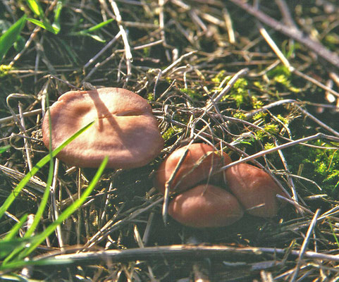 Calocybe carnea - Roze pronkridder