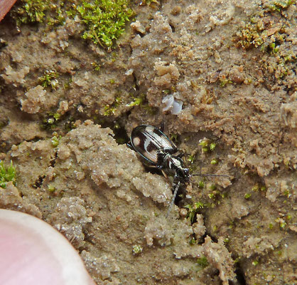 Bembidion tetragrammum