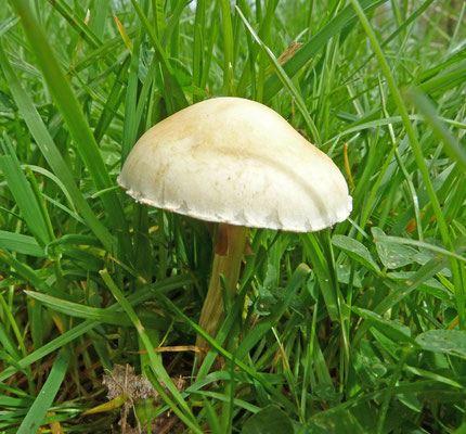 Agrocybe praecox - Vroege leemhoed
