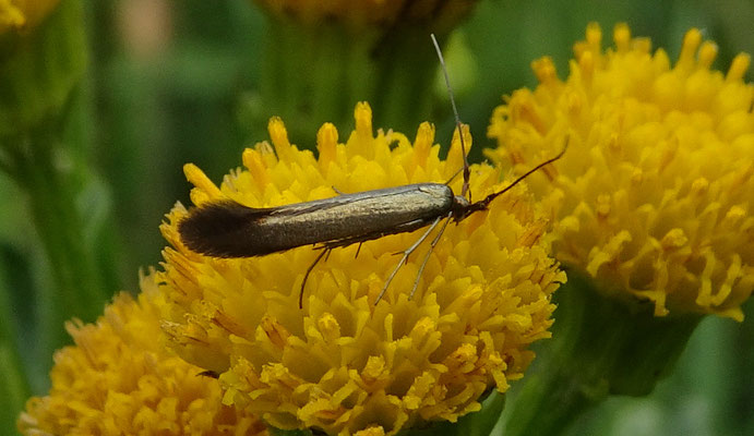 Coleophora deauratella - Grijze metaalkokermot