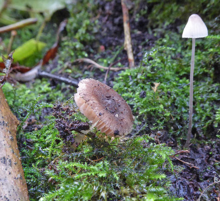 Pluteus podospileus - Fluweelhertenzwam