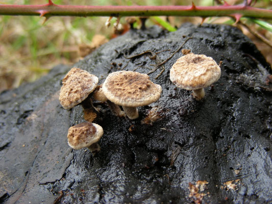Asterophora lycoperdoides - Poederzwamgast