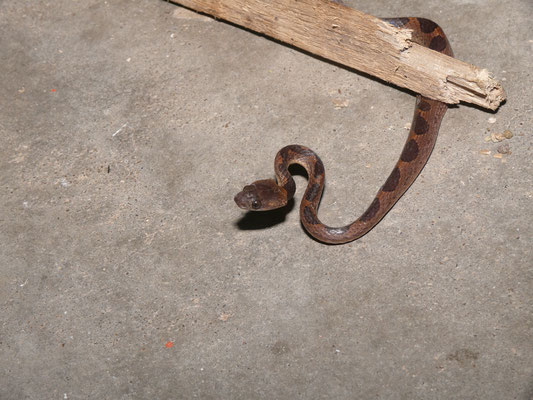 Leptodeira annulata - Kattenoogslang (pinaoroekoekoe)