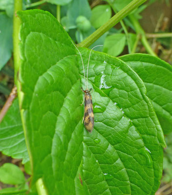 Mystacides longicornis - Drieband-zwartpalp