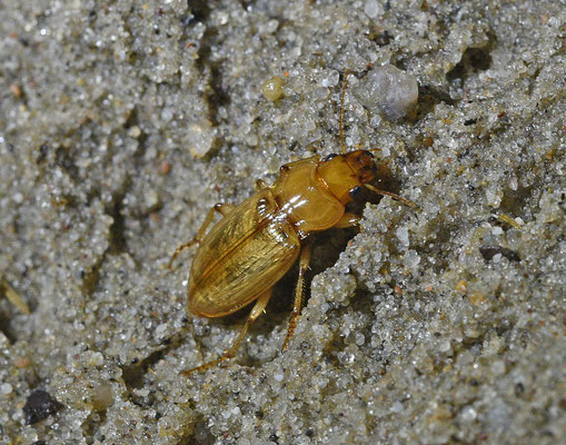 Harpalus flavescens - Gele kruiper