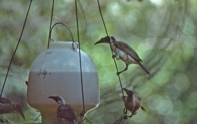 Helmeted - en Silver-crowned Friarbird