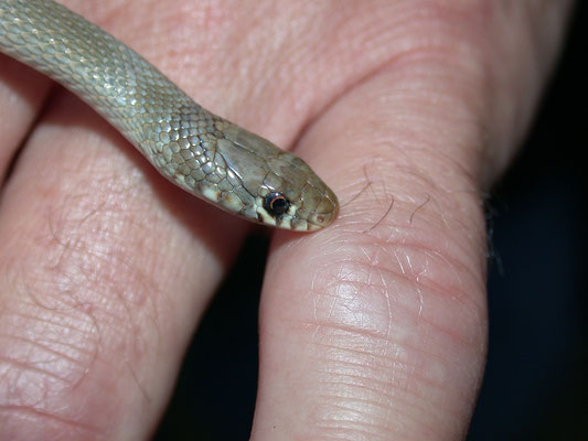 Eirenis levantinus