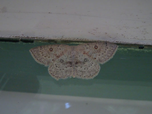 Cyclophora albipunctata - Berkenoogspanner