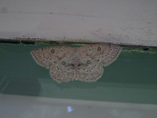 Cyclophora albipunctata - Berkenoogspanner