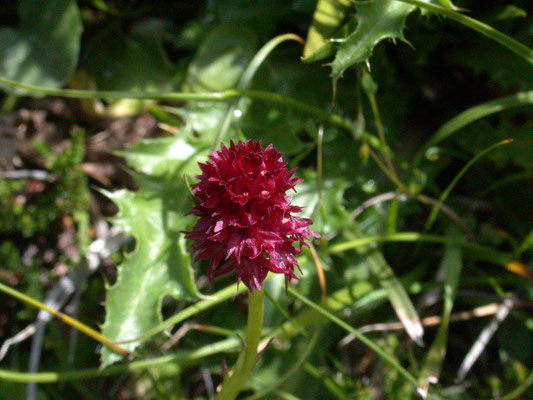 Nigritella nigra - Zwarte vanilleorchis