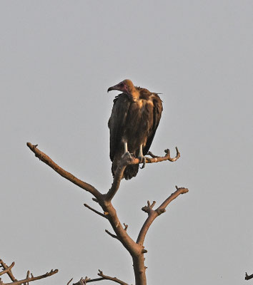 Necrosyrtes monachus - Hooded Vulture