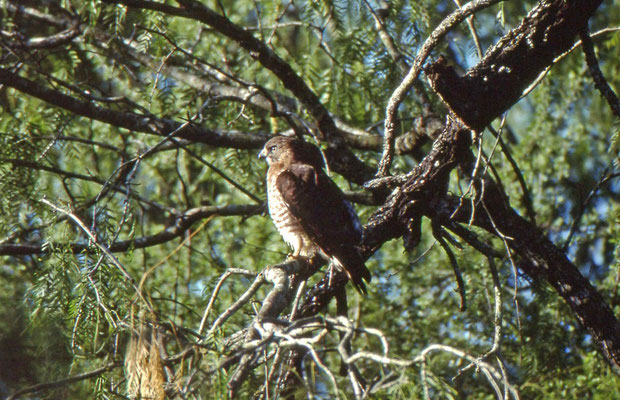 Broad-winged Hawk