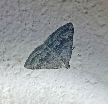 Scotopteryx bipunctaria - Klaverbandspanner