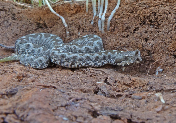 Vipera ammodytes