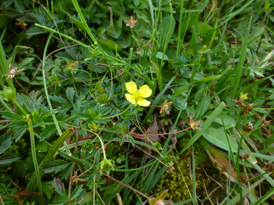 Potentilla erecta - Tormentil