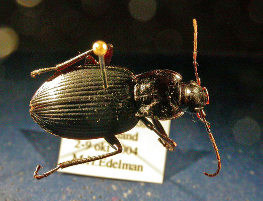 Sphodrus leucophthalmus