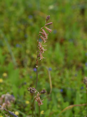 Dipcadi serotinum