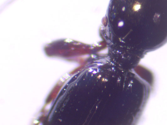 Dyschirius intermedius - Leemgravertje