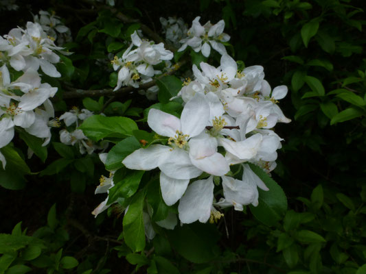 Malus sylvestris - Appel