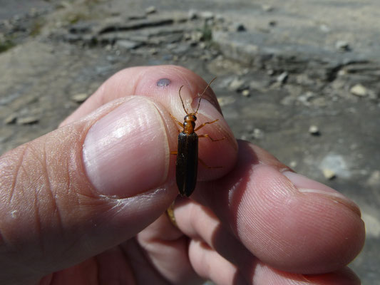 Nacerdes carniolica