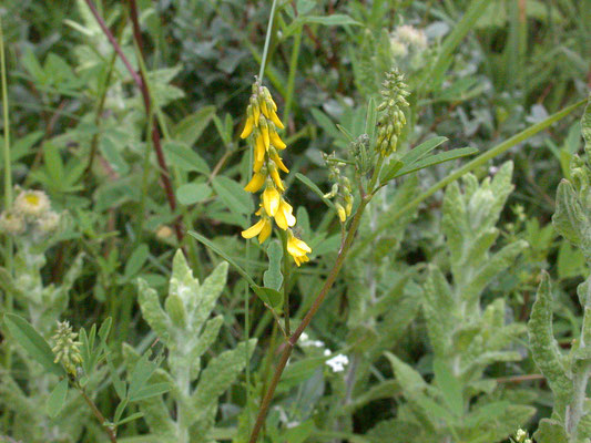 Melilotus altissima - Gele honingklaver