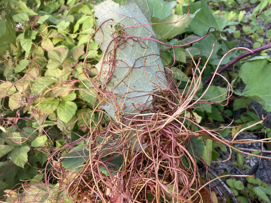 Cuscuta lupuliformis - Hopwarkruid