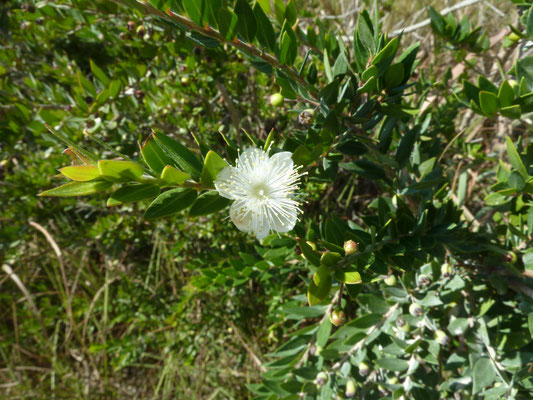 Myrtis communis - Mirte