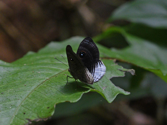 Semomesia capanea