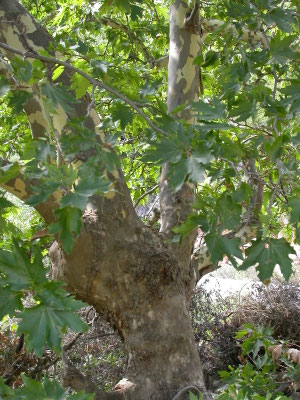 Platanus orientalis - Oosterse plataan