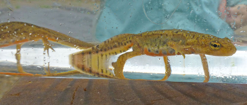 Lissotriton boscai - Iberische watersalamander