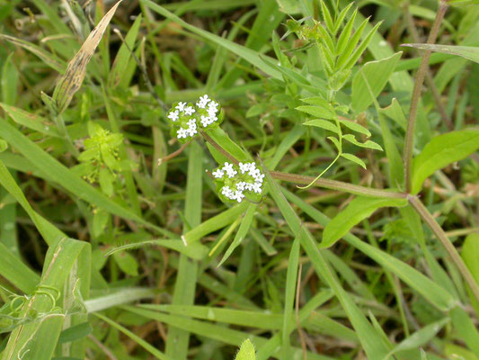 Valerianella locusta - Gewone veldsla