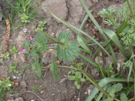 Lamium amplexicaule - Hoenderbeet