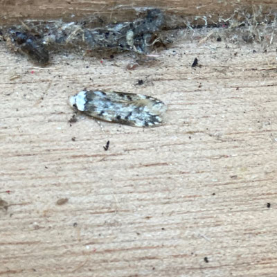 Endrosis sarcitrella - Witkopmot