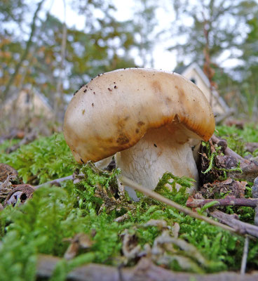 Russula fellea  Beukenrussula