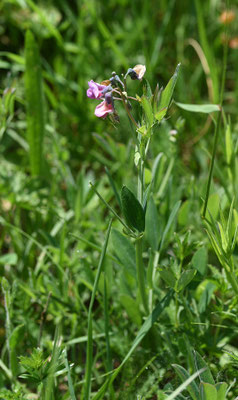 Knollathyrus