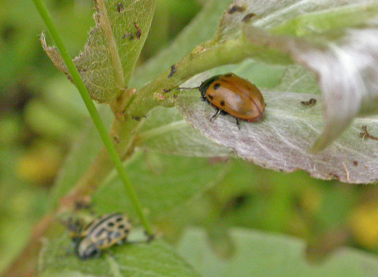Gonioctena viminalis - Rood struikhaantje