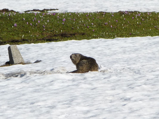 alpenmarmot (Marmota marmota)