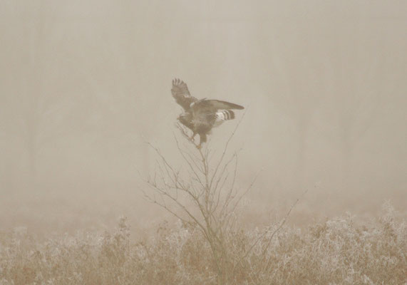 Ruigpootbuizerd