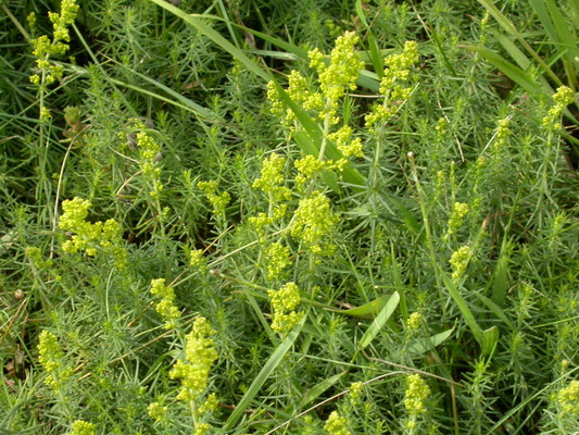 Galium verum verum - Geel walstro